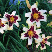 Wild Horses daylily from Oakes Daylilies