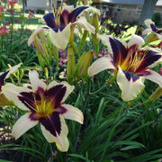 Wild Horses daylily from Oakes Daylilies