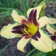 Wild Horses daylily from Oakes Daylilies
