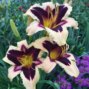 Wild Horses daylily from Oakes Daylilies