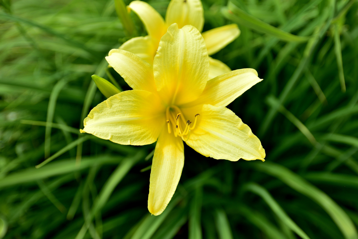 Will Daylilies Grow in Shade?