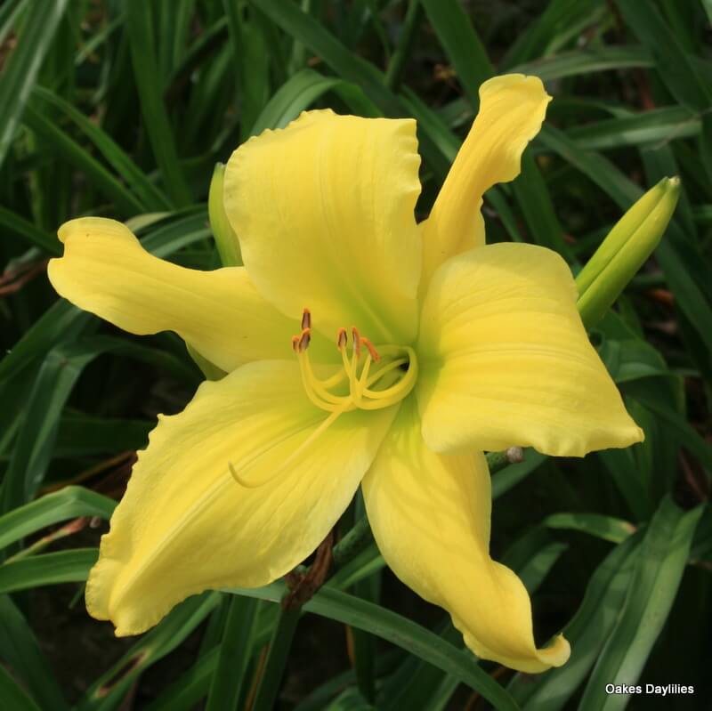 Bee's Big Ben Daylily - Oakes Daylilies