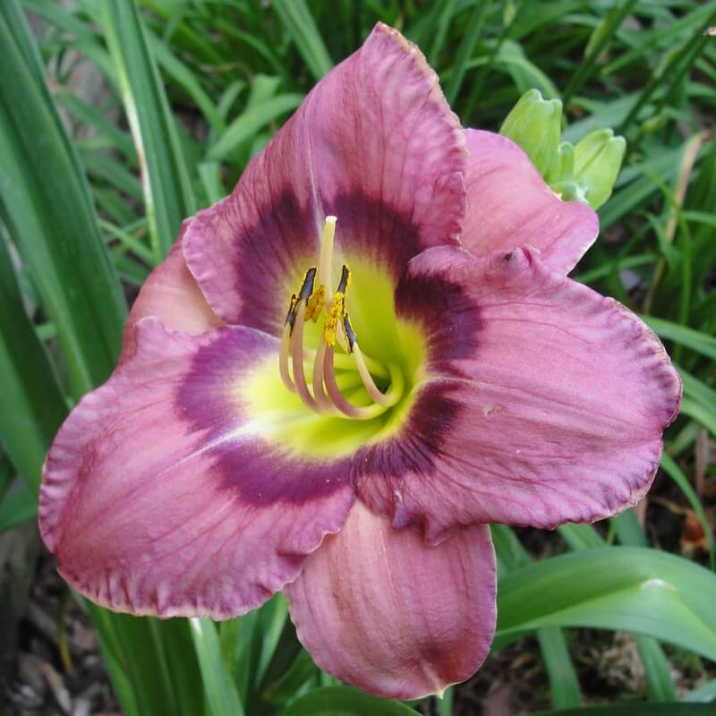 Always Afternoon daylily