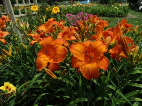 bright orange daylily blooms in field of flowers