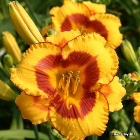 Fooled Me daylily