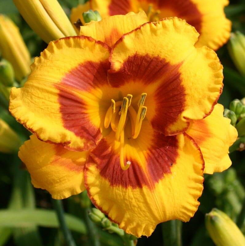 Fooled Me daylily