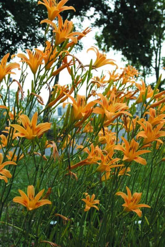 Autumn Minaret Daylily | Tallest and Latest We Grow | Oakes Daylilies