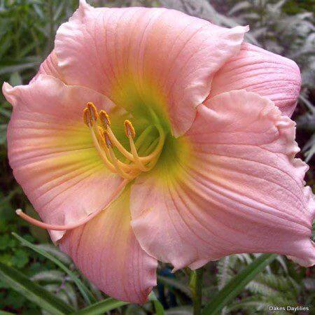 Beautiful pink daylily with recurved bloom and small gold throat