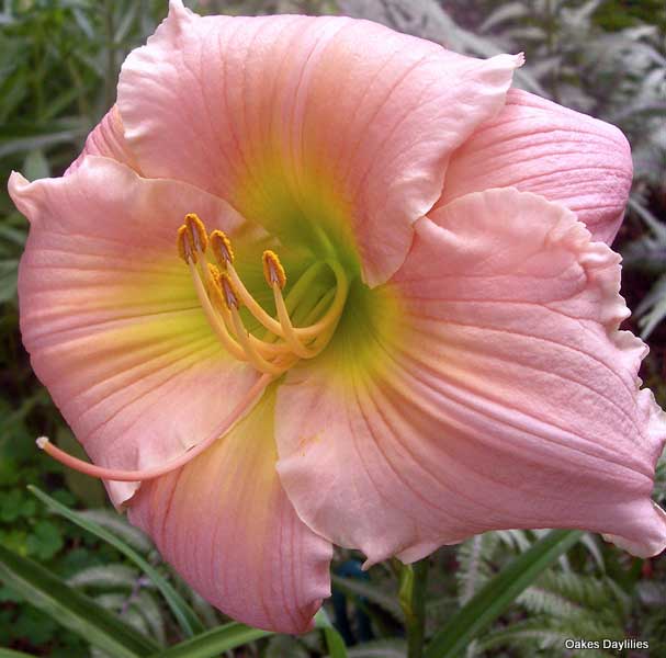 Beautiful pink daylily with recurved bloom and small gold throat