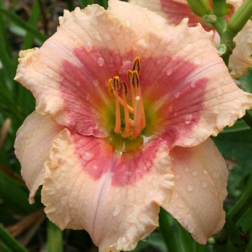Oakes-Daylilies-Beloved-Deceiver-daylily-001