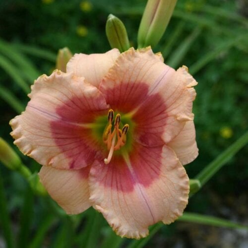 Oakes-Daylilies-Beloved-Deceiver-daylily-002