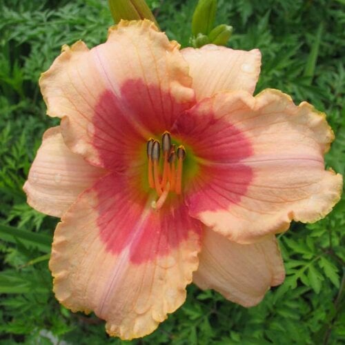 Oakes-Daylilies-Beloved-Deceiver-daylily-003