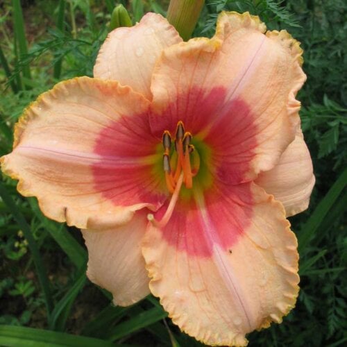 Oakes-Daylilies-Beloved-Deceiver-daylily-004