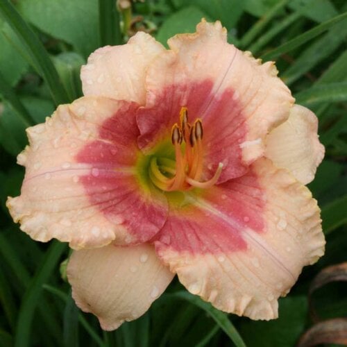 Oakes-Daylilies-Beloved-Deceiver-daylily