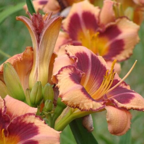 Oakes-Daylilies-Blushing-Summer-Valentine-daylily-008