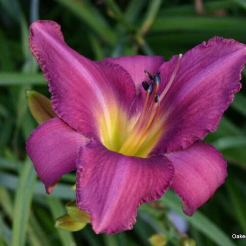 Oakes-Daylilies-Chicago-Arnie's-Choice-daylily-001