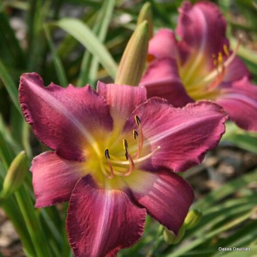 Oakes-Daylilies-Chicago-Arnie's-Choice-daylily-002