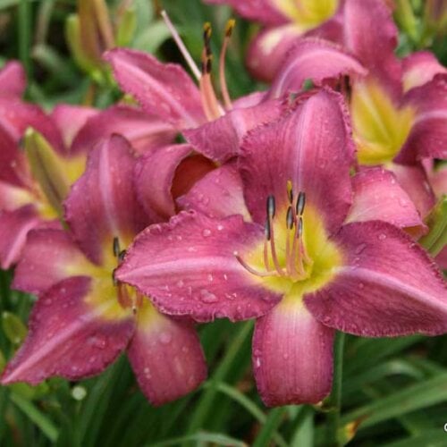 Oakes-Daylilies-Chicago-Arnie's-Choice-daylily-003