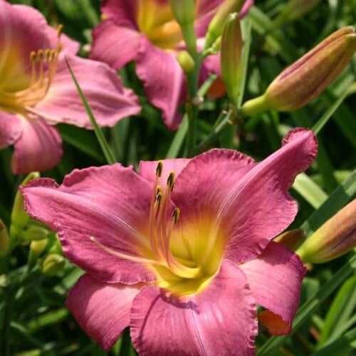 Oakes-Daylilies-Chicago-Arnie's-Choice-daylily