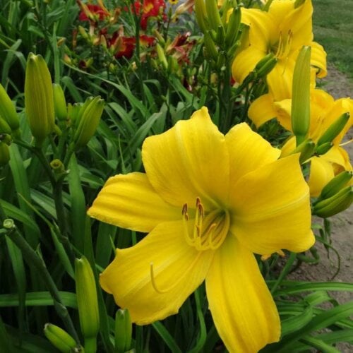 Oakes-Daylilies-Chicago-Star-daylily-001