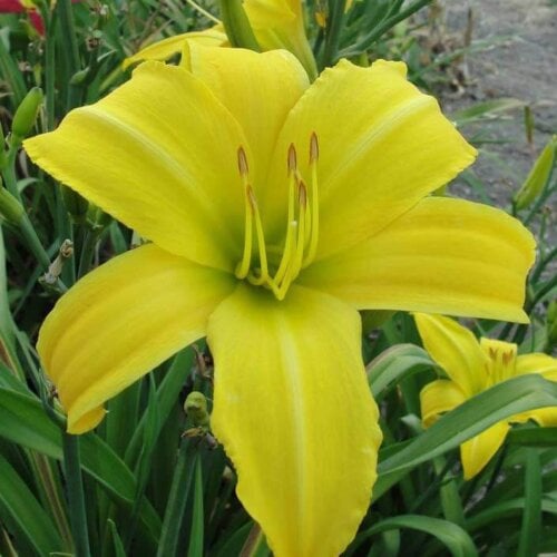 Oakes-Daylilies-Chicago-Star-daylily-002