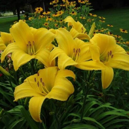 yellow-daylily