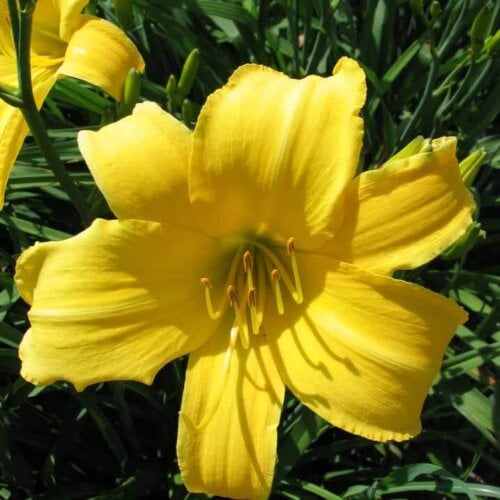 Oakes-Daylilies-Chicago-Star-daylily