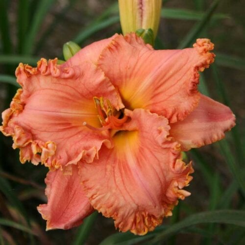 Oakes-Daylilies-Choral-Fantasy-daylily-001