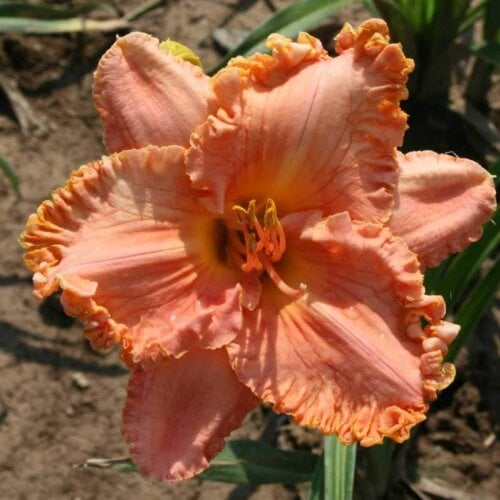 Oakes-Daylilies-Choral-Fantasy-daylily-002