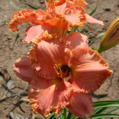 Oakes-Daylilies-Choral-Fantasy-daylily-003