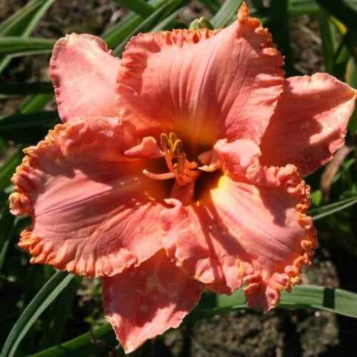 Oakes-Daylilies-Choral-Fantasy-daylily