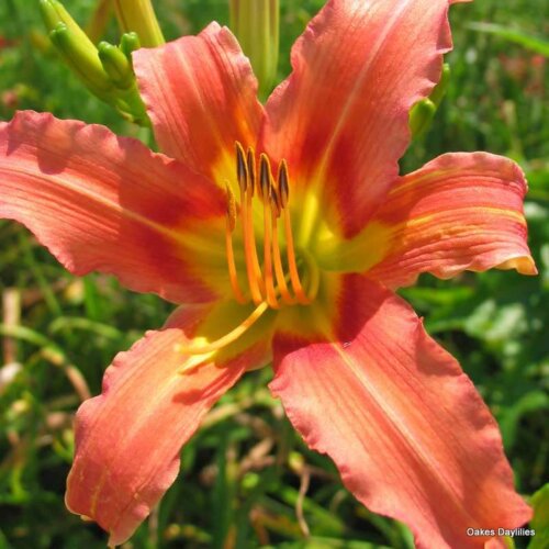 Oakes-Daylilies-Coral-Crab-daylily-001