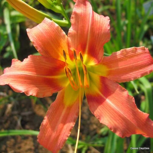 Oakes-Daylilies-Coral-Crab-daylily-002