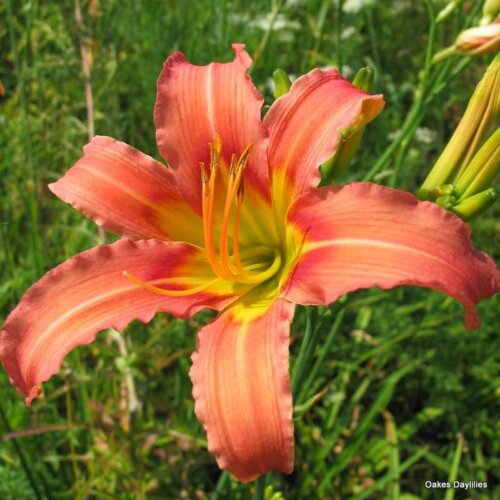 Oakes-Daylilies-Coral-Crab-daylily-003