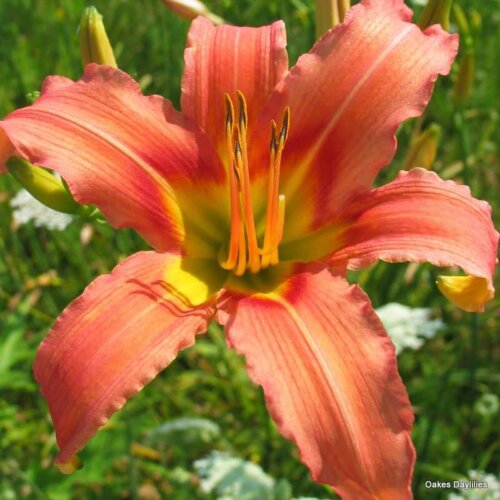 Oakes-Daylilies-Coral-Crab-daylily-004