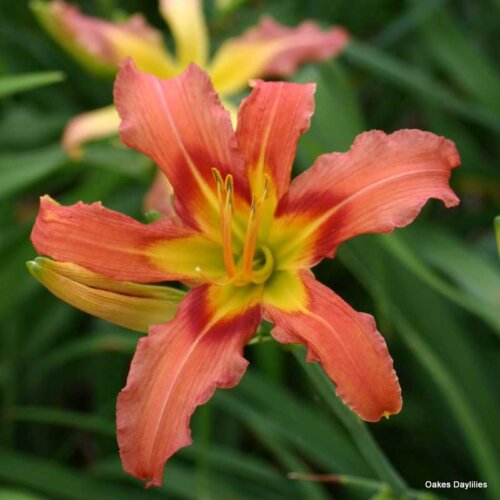 Oakes-Daylilies-Coral-Crab-daylily