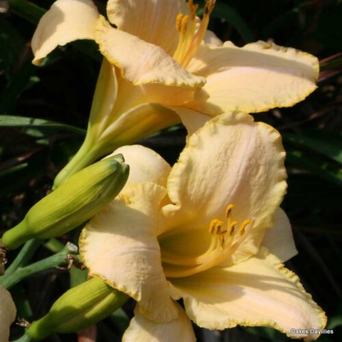 Oakes-Daylilies-Country-Fair-Winds-daylily-001