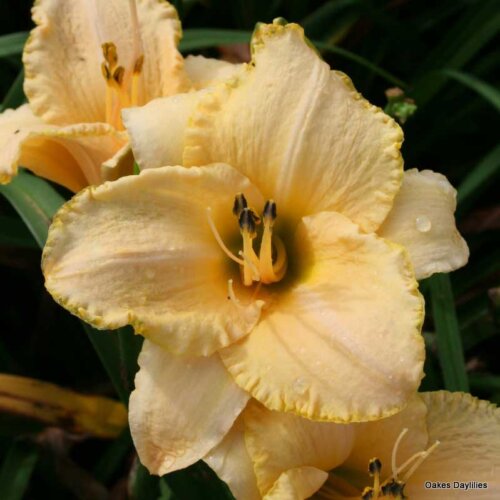 Oakes-Daylilies-Country-Fair-Winds-daylily-002
