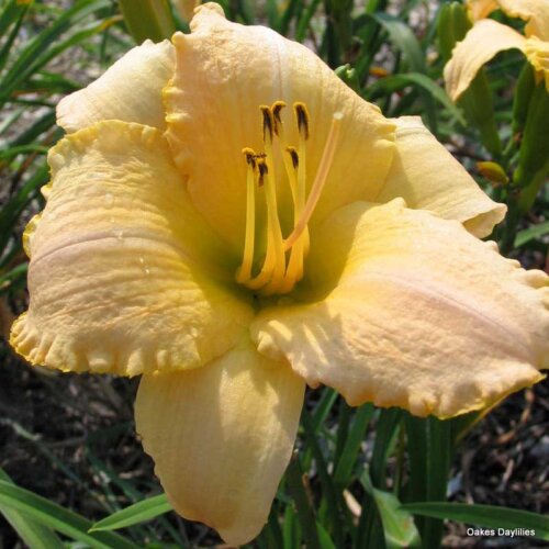 Oakes-Daylilies-Country-Fair-Winds-daylily-004