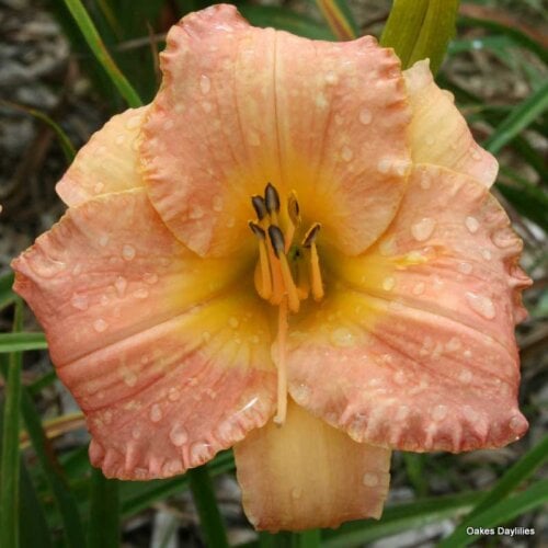 Oakes-Daylilies-Country-Uncle-daylily-002