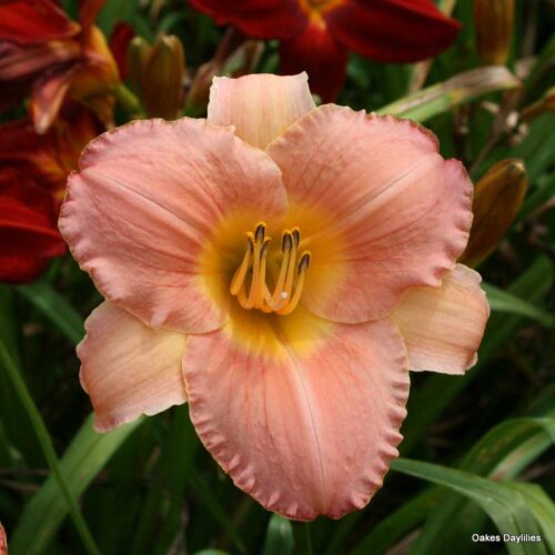 Oakes-Daylilies-Country-Uncle-daylily-003