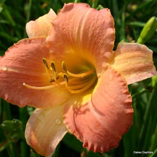 Oakes-Daylilies-Country-Uncle-daylily-004