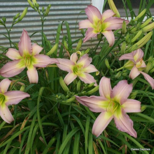 Oakes-Daylilies-Dallas-Star-daylily-001