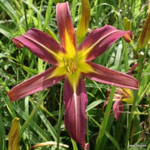 Oakes-Daylilies-Dark-Star-daylily-004