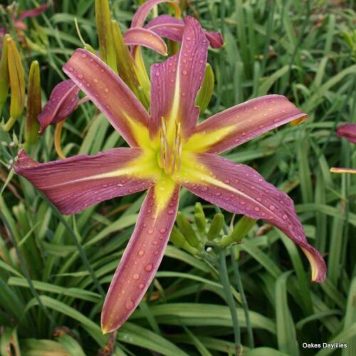 Oakes-Daylilies-Dark-Star-daylily