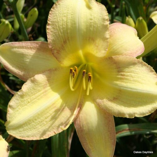 Oakes-Daylilies-Delicate-Design-daylily-001