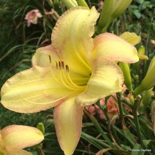 Oakes-Daylilies-Delicate-Design-daylily-002