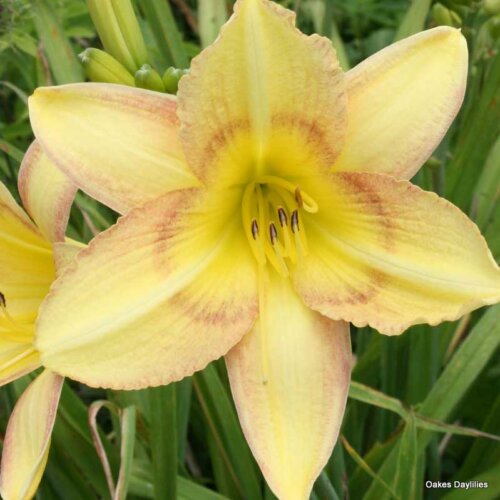 Oakes-Daylilies-Delicate-Design-daylily-003