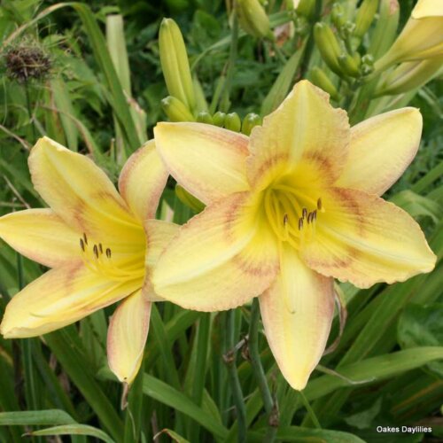 Oakes-Daylilies-Delicate-Design-daylily-004