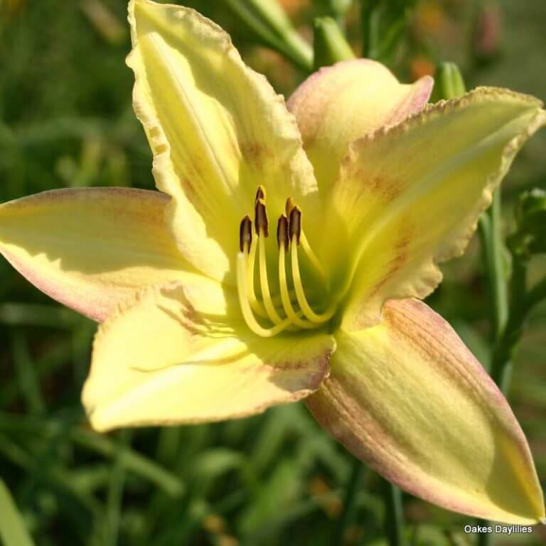 Delicate Design Daylily - Oakes Daylilies